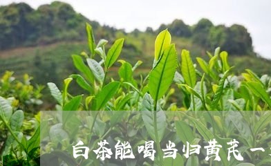 白茶能喝当归黄芪一起煮吗/2023110715150