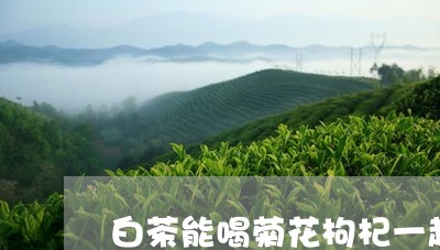 白茶能喝菊花枸杞一起泡吗/2023110747462