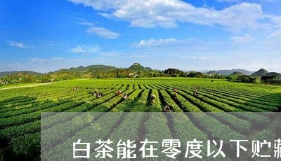 白茶能在零度以下贮藏吗/2023110126170