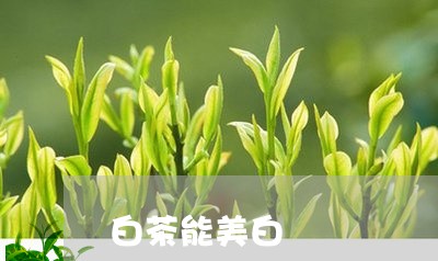 白茶能美白/2023051014039