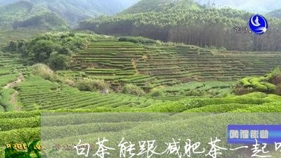 白茶能跟减肥茶一起喝吗/2023110153069