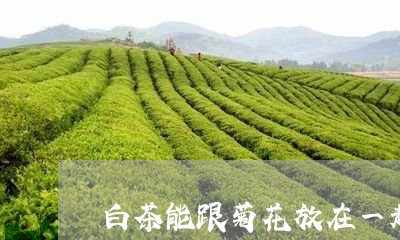 白茶能跟菊花放在一起吗/2023110177371