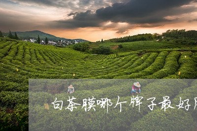 白茶膜哪个牌子最好用的/2023082695037