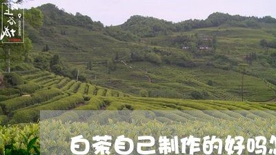 白茶自己制作的好吗怎么做/2023110858502