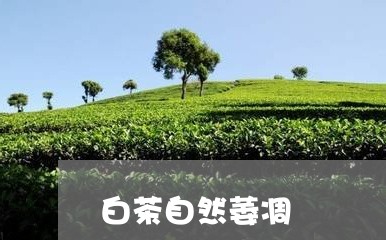 白茶自然萎凋/2023052152938