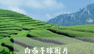 白茶芋球图片/2023052124059