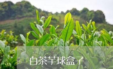 白茶芋球盒子/2023052158294