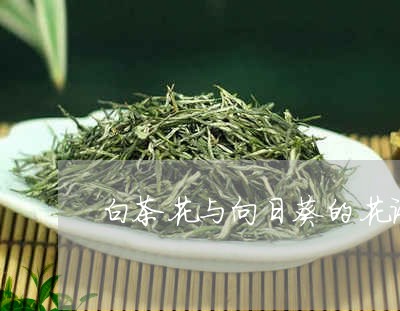 白茶花与向日葵的花语/2023100769370