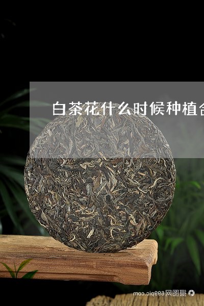 白茶花什么时候种植合适/2023110173725