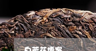 白茶花博客/2023051093936