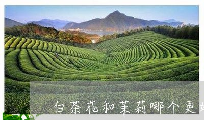 白茶花和茉莉哪个更好闻/2023110140604