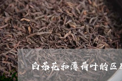 白茶花和薄荷叶的区别与功效/2023111470584