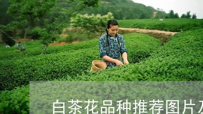 白茶花品种推荐图片及价格/2023110897462