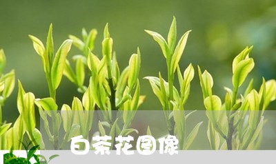 白茶花图像/2023051050371