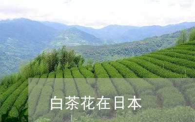 白茶花在日本/2023052135350