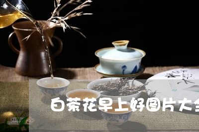 白茶花早上好图片大全/2023100749714