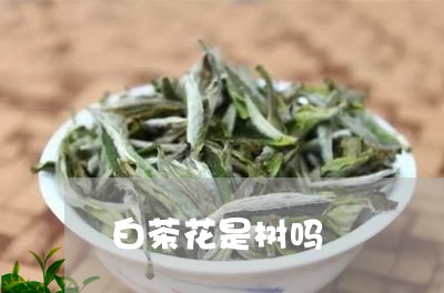 白茶花是树吗/2023052137171