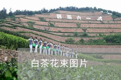 白茶花束图片/2023052148382