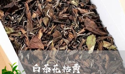 白茶花枯黄/2023051004040