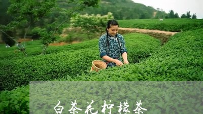 白茶花柠檬茶/2023052187170