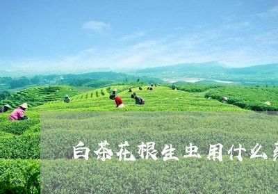 白茶花根生虫用什么药/2023100713615