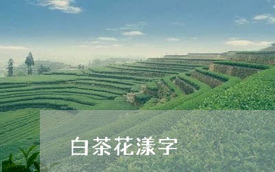 白茶花漾字/2023051058382