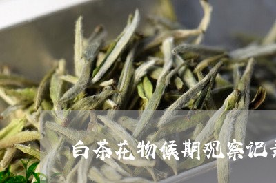 茶花观察记录表图片