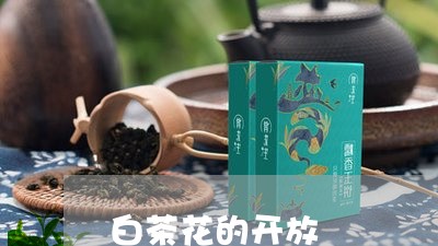 白茶花的开放/2023052175268