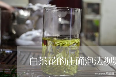 白茶花的正确泡法视频播放/2023110826260