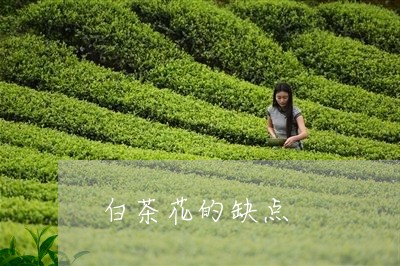 白茶花的缺点/2023052110601