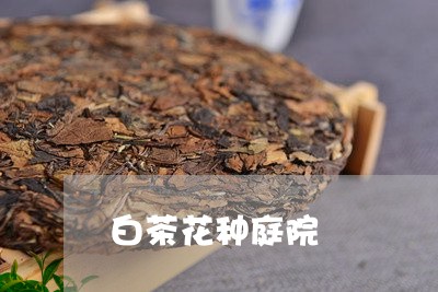 白茶花种庭院/2023052174059