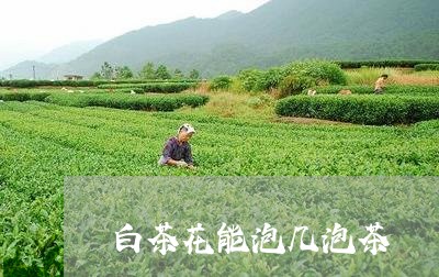 白茶花能泡几泡茶/2023073040382