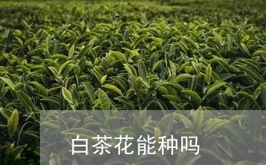 白茶花能种吗/2023052102248