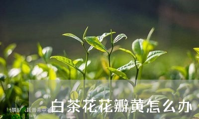 白茶花花瓣黄怎么办/2023122719481