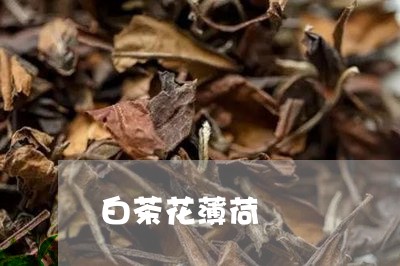 白茶花薄荷/2023051033917