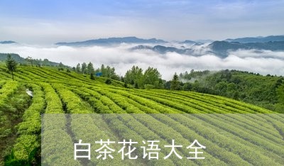 白茶花语大全/2023052145247