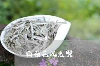 白茶花风光照/2023052143814