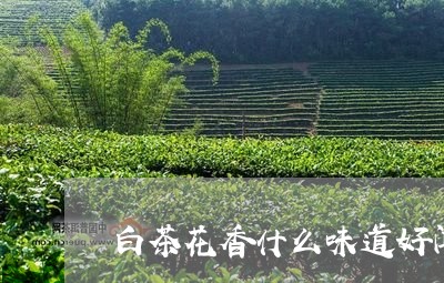 白茶花香什么味道好闻一点/2023110756594