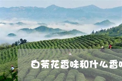 白茶花香味和什么香味接近/2023110736947