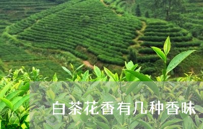 白茶花香有几种香味/2023122733847