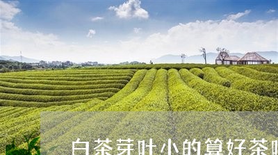 白茶芽叶小的算好茶吗/2023100756249