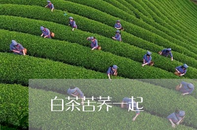 白茶苦荞一起/2023052117370