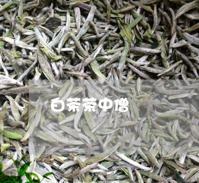 白茶茶中僧/2023051064058