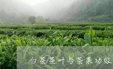 白茶茶叶与茶果功效的区别/2023110812948