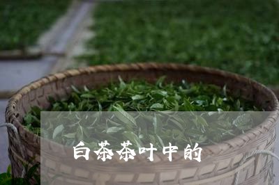 白茶茶叶中的/2023052149591