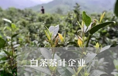 白茶茶叶企业/2023052171817