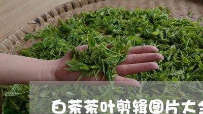 白茶茶叶剪辑图片大全视频/2023110852738