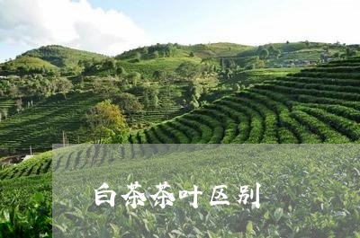 白茶茶叶区别/2023052136148