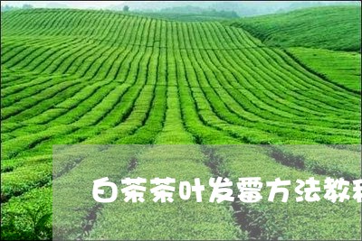 白茶茶叶发霉方法教程图片/2023110734828