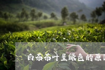 白茶茶叶呈绿色的原因/2023100794925